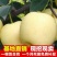 梨树苗嫁接皇冠梨树苗水果苗梨树苗南方北方种植庭院盆栽
