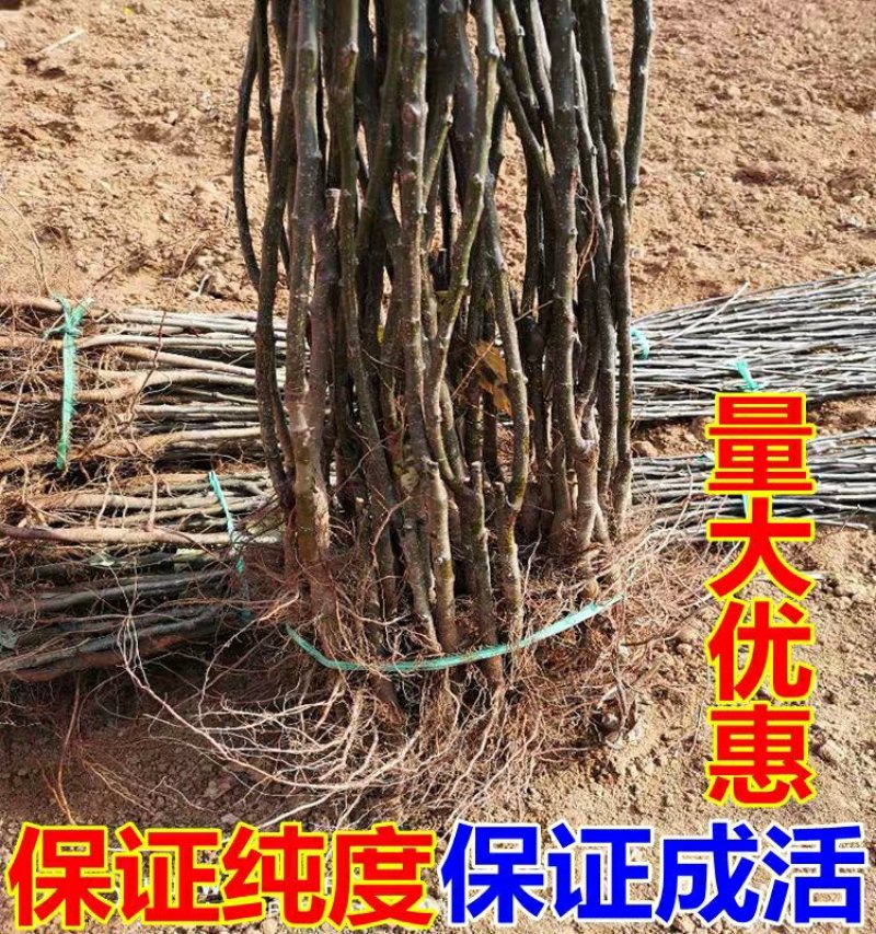 鸭梨苗嫁接梨树苗水果苗梨树苗南方北方种植庭院盆栽