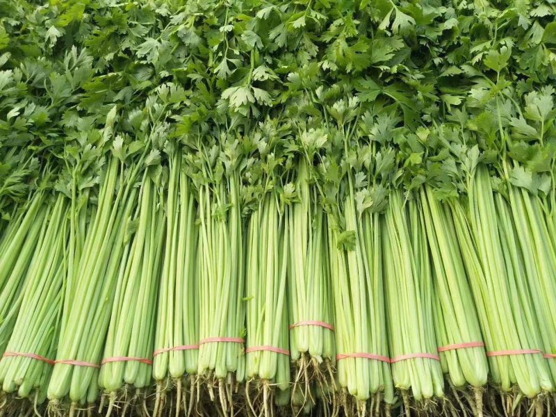 代收各种蔬菜