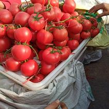 【爆款推荐】硬粉西红柿-颜色好-果形好-保证质量-发全国