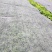 香芹，芹皇