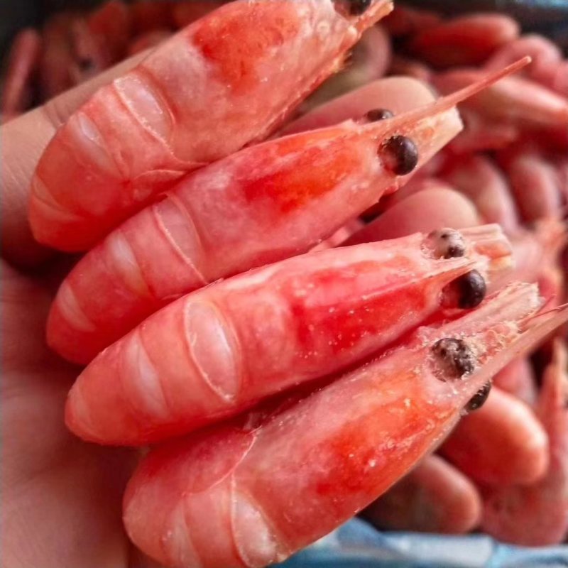 北极熊北极虾冰虾