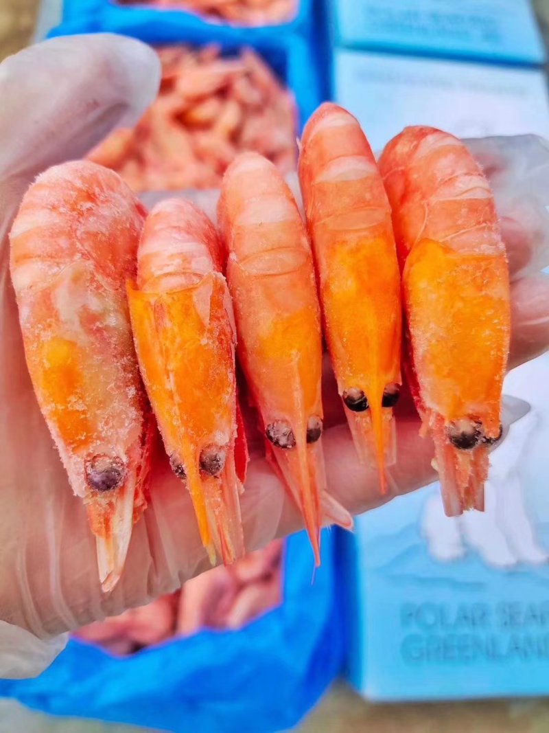 北极熊北极虾冰虾