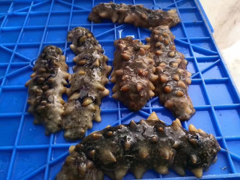 万福堂即食海参