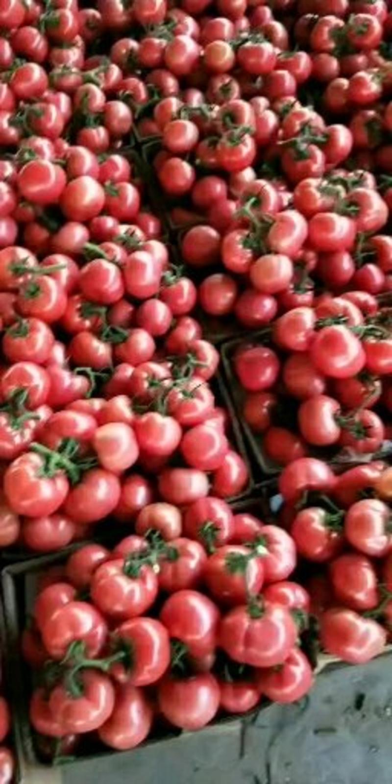 硬粉西红柿江苏东海桃林精品硬粉，西红柿，货源充足