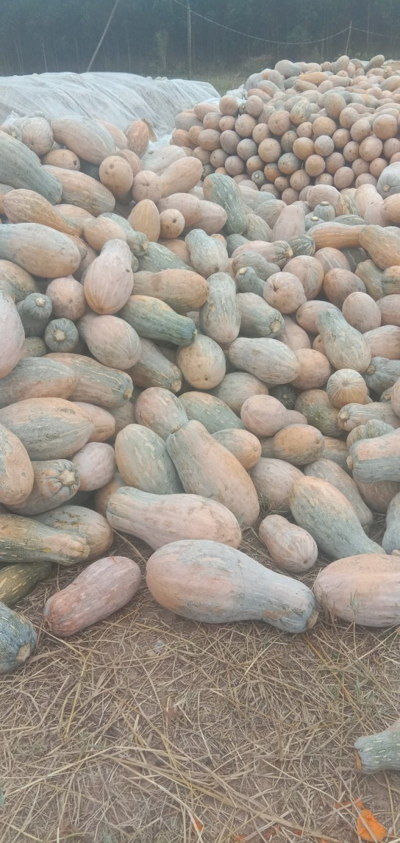 南瓜海南精品南瓜八成熟瓜型好货源充足欢迎联系