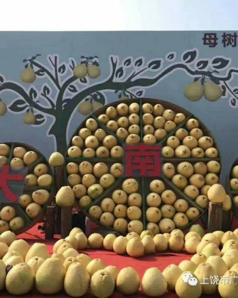 《一件代发》江西广丰马家柚红心柚甜脆可口社区团购一件代发