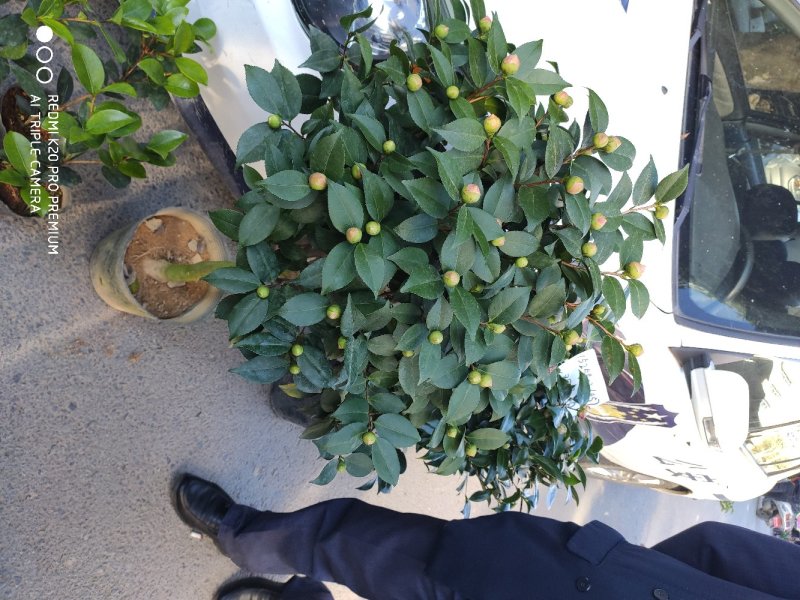茶花香茶永福花卉基地直销
