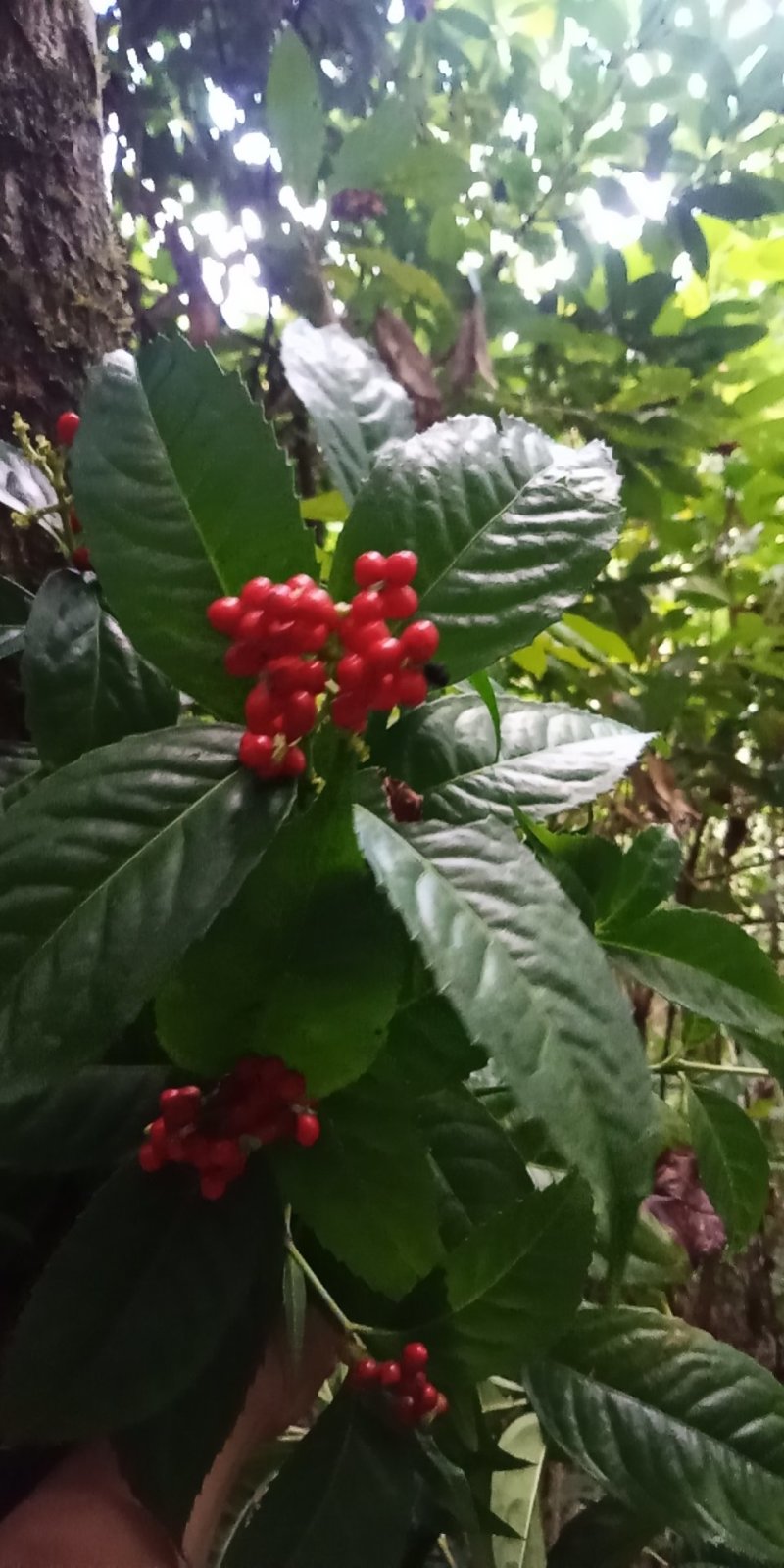 草珊瑚种子，发芽率高，小籽2020年鲜货，可全国发货