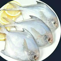 新鲜银鲳鱼白鲳鱼健康营养美味（6斤1件包邮）