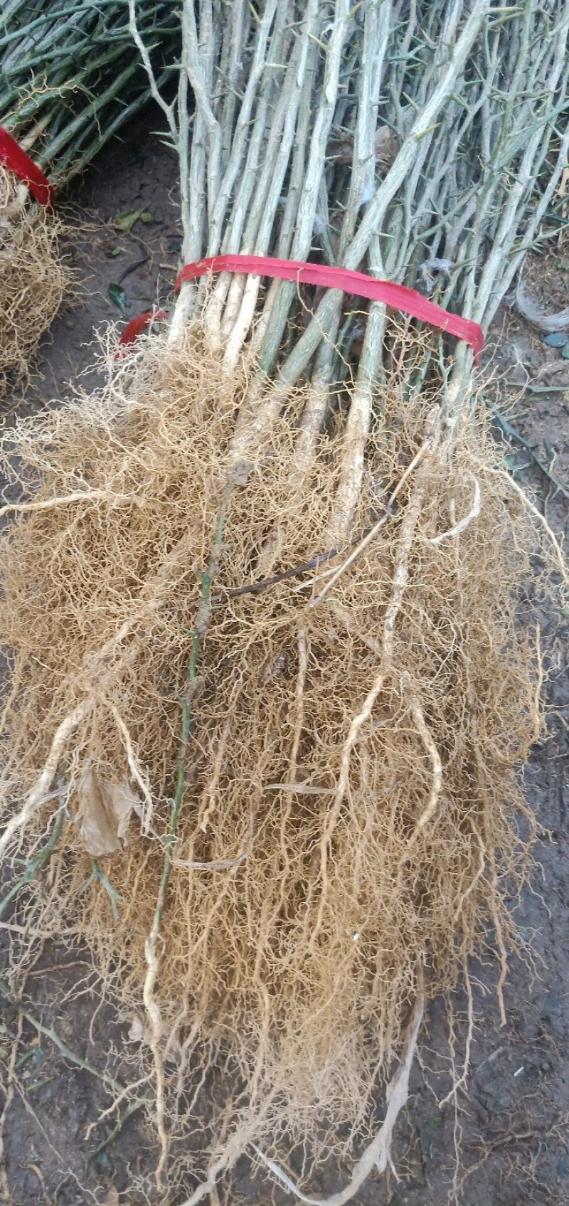 枸橘苗枳壳苗