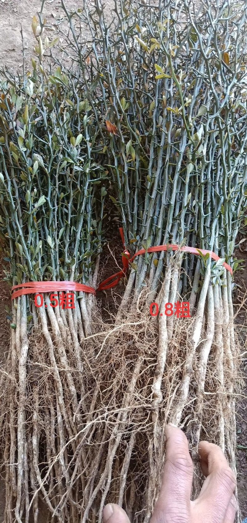 枸橘苗枳壳苗