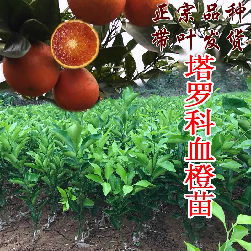 🔥热销【企业认证】嫁接纽荷尔塔罗科红肉血橙苗品种纯正