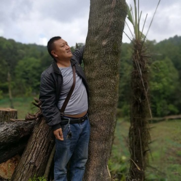杜仲树，杜仲皮，鲜货，干货