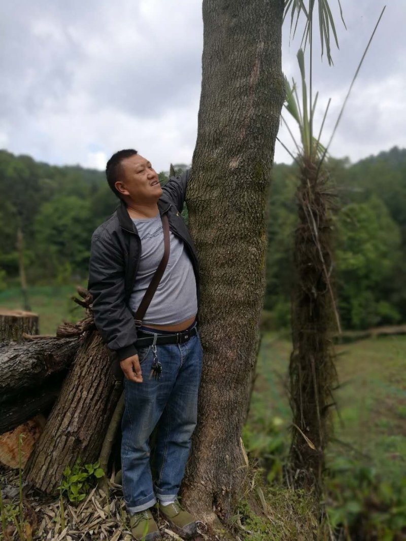 杜仲树，杜仲皮，鲜货，干货