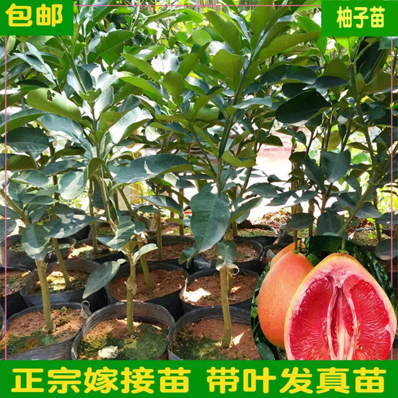 🔥热卖/红心蜜柚苗企业专业培育品种纯正包质量
