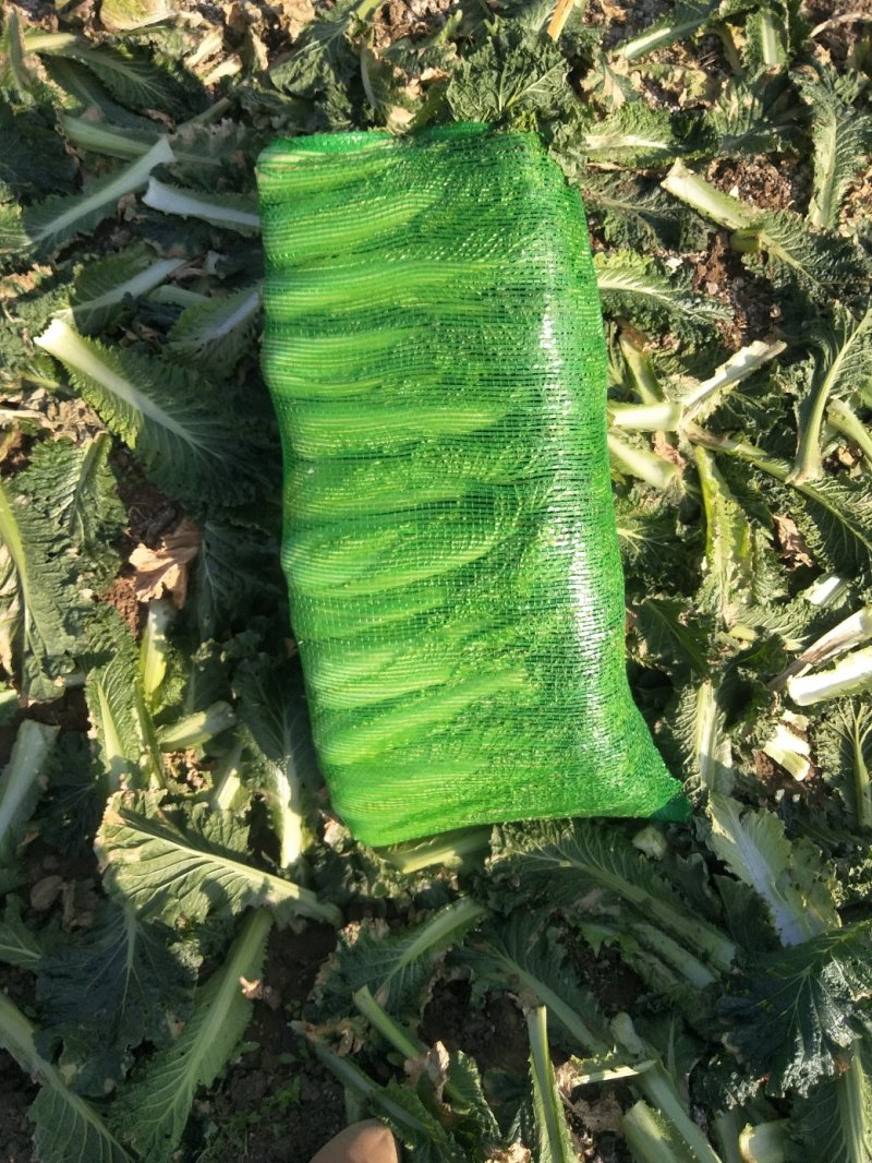 有货，有需求，有市场私聊，竹筒青，又叫麻叶青