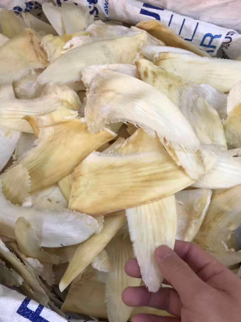 鱼翅8～10寸1斤
