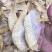 鱼翅边带翅针1斤