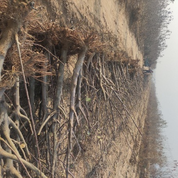 苹果树，占地苹果树，承接占地工程。供应各种果树。