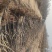 苹果树，占地苹果树，承接占地工程。供应各种果树。