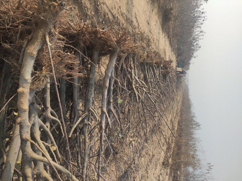 苹果树，占地苹果树，承接占地工程。供应各种果树。