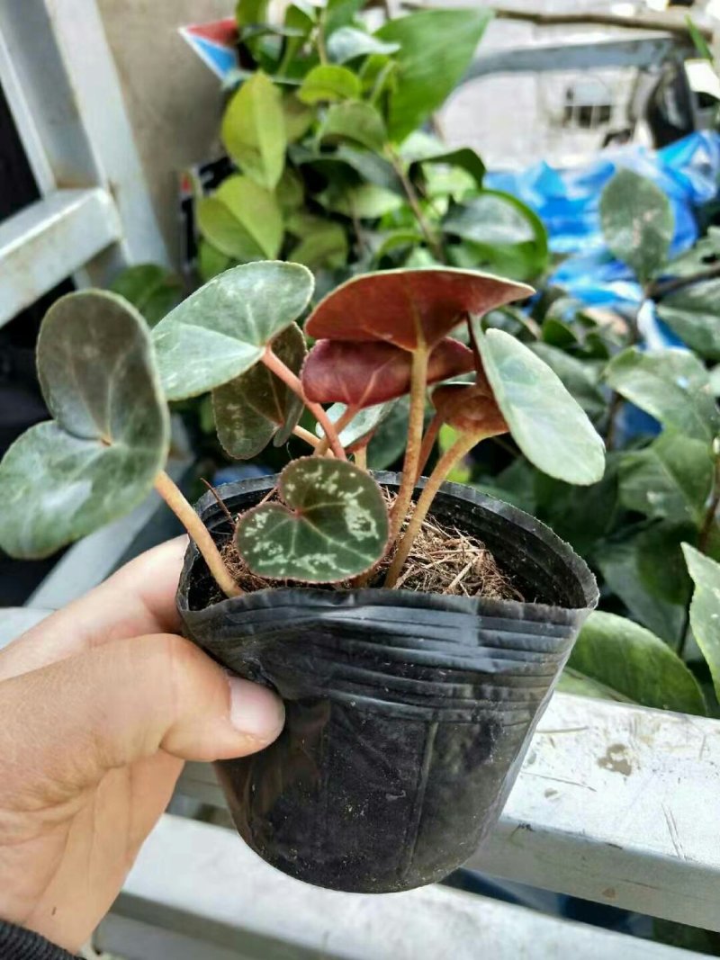 批发零售仙客来盆栽小苗包成活