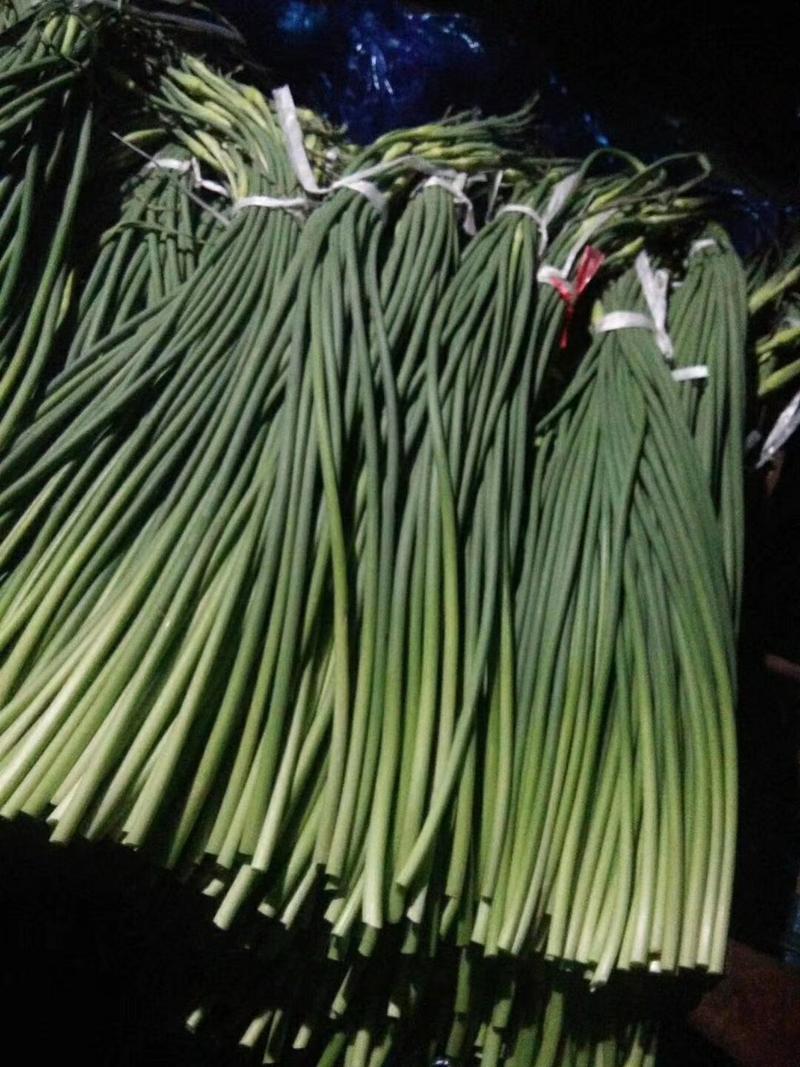 蒜薹40~50厘米长苔白苔红苔货源充足
