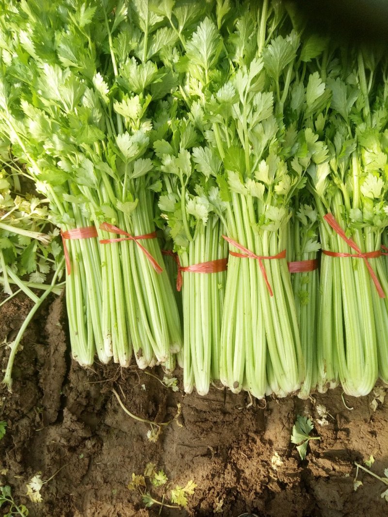 季节热销，优质西芹，铁杆青芹菜大量上货，单颗三两左右，