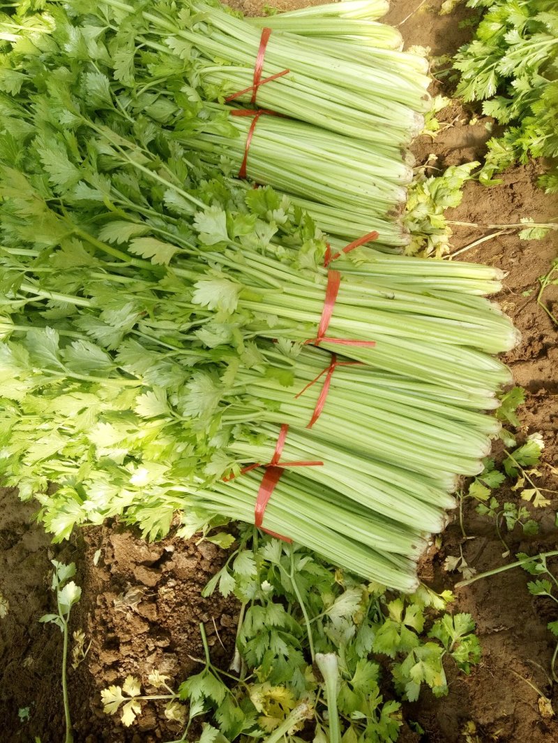 季节热销，优质西芹，铁杆青芹菜大量上货，单颗三两左右，