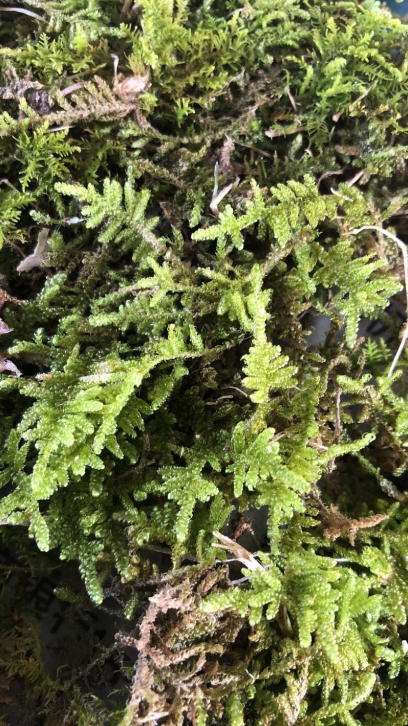苔藓大灰朵朵藓纯野生