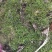 苔藓大灰朵朵藓纯野生