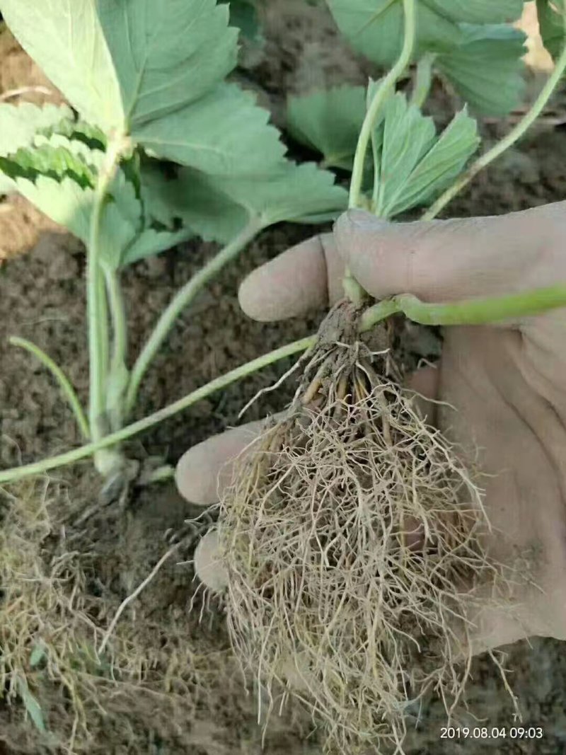 红颜草莓苗【一年苗】质量有保障免费提供技术支持