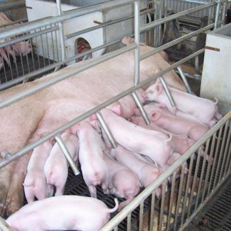 【热销】苏太母猪全国发货包运输包成活品种齐全价格便宜品质