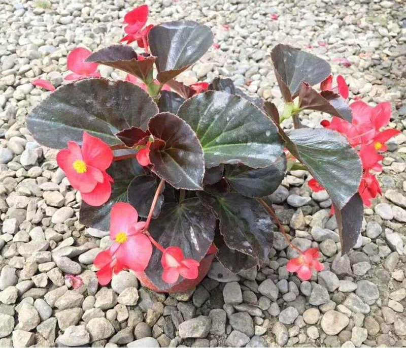 四季海棠【一窝，不是一棵，四季小花常开】