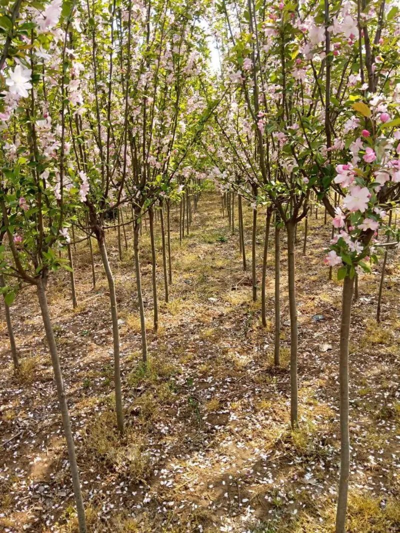 西府海棠，基地直销，规格齐全价格低货源充足，一手货