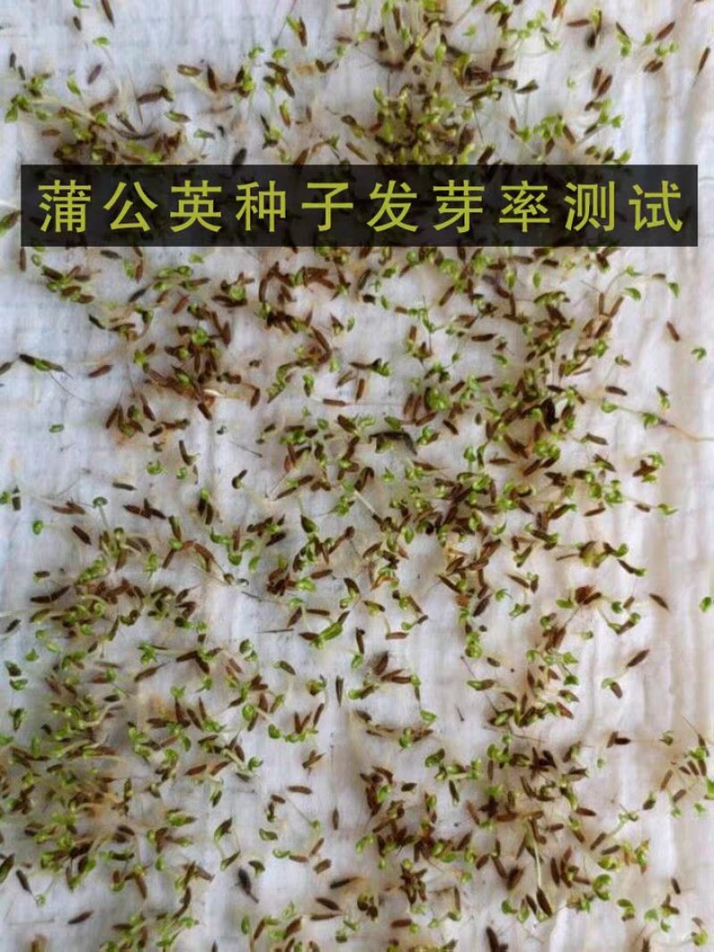 野生蒲公英种子婆婆丁中药材种子新种子2019年蒲公英籽药