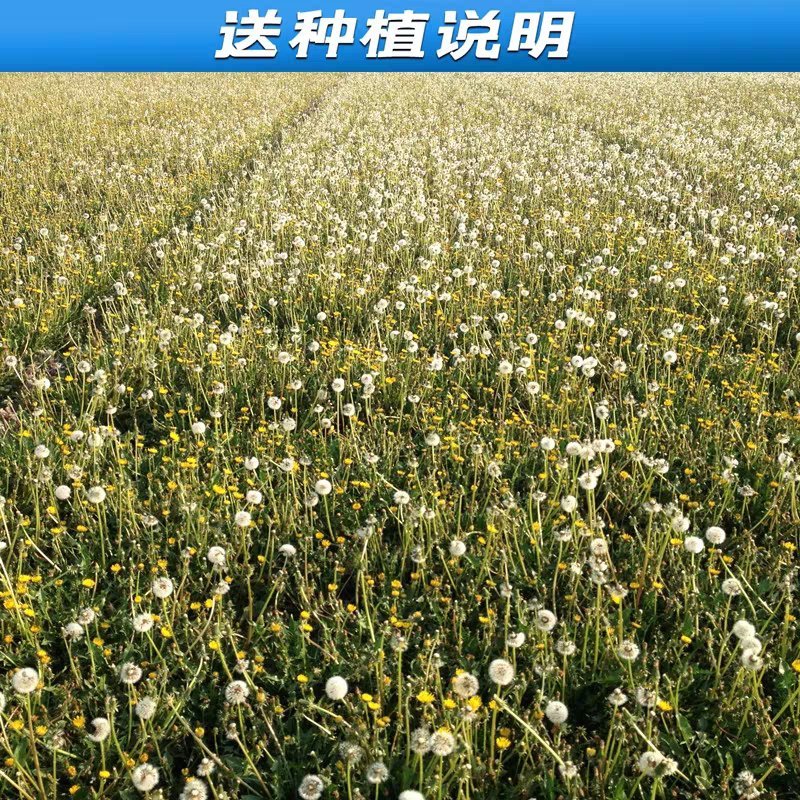 野生蒲公英种子婆婆丁中药材种子新种子2019年蒲公英籽药