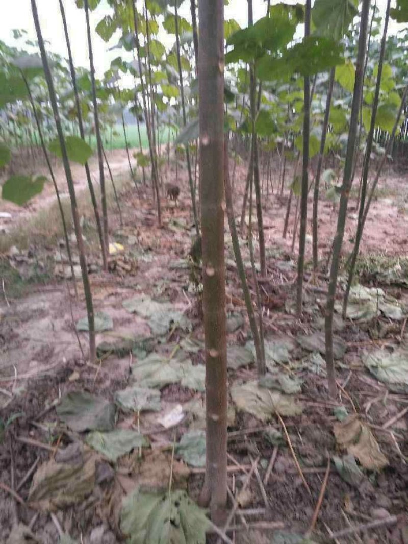 泡桐4公分十五万棵