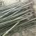 泡桐4公分十五万棵