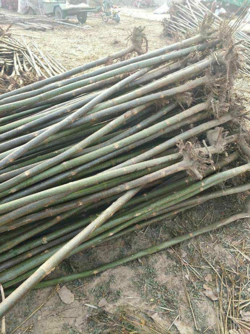泡桐4公分十五万棵