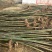 泡桐4公分十五万棵