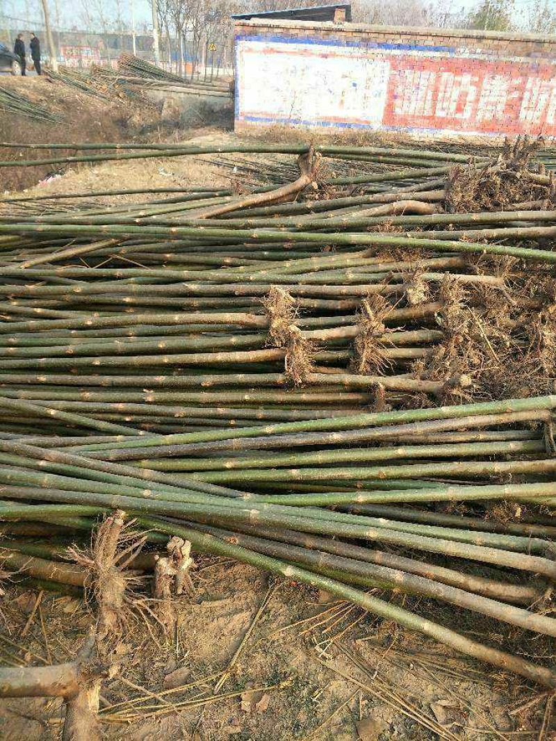 泡桐4公分十五万棵