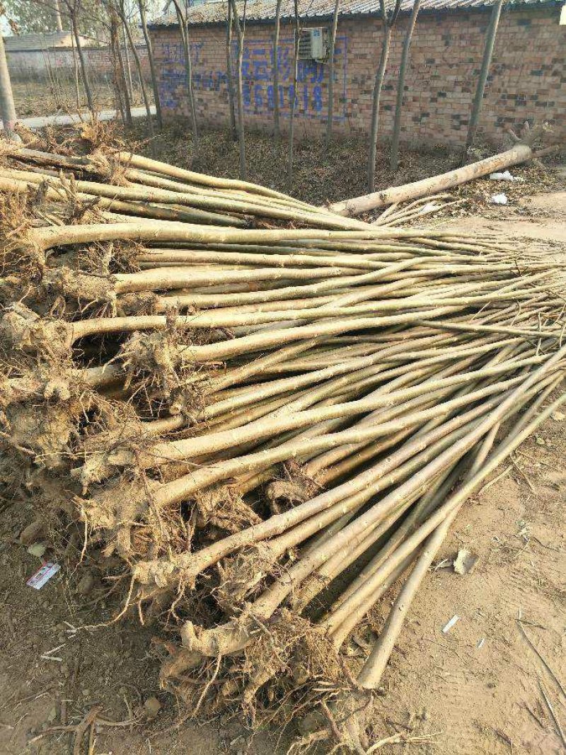 泡桐4公分十五万棵