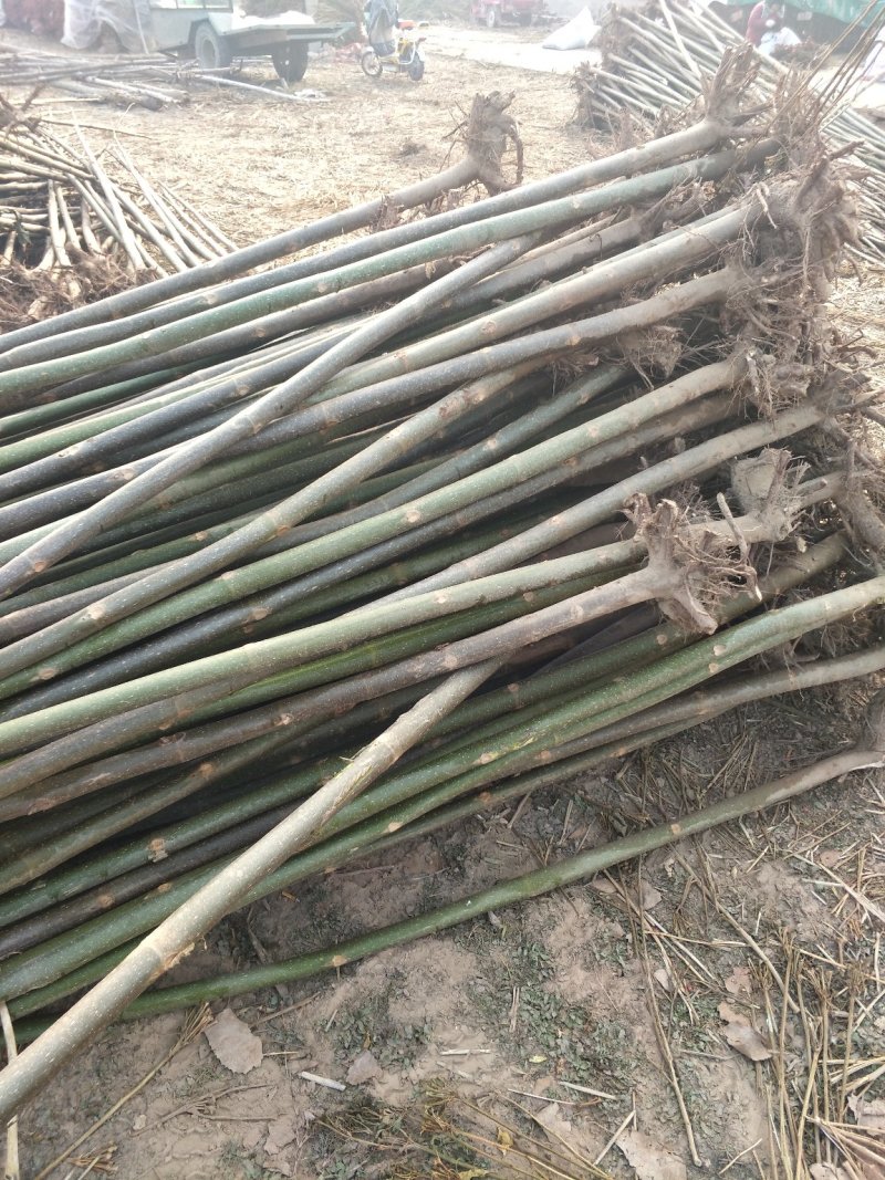 泡桐4公分十五万棵