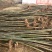 泡桐4公分十五万棵