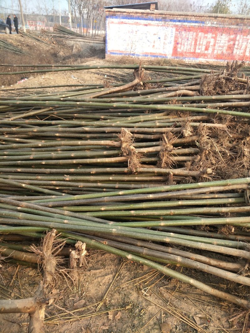 泡桐4公分十五万棵