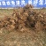 泡桐4公分十五万棵