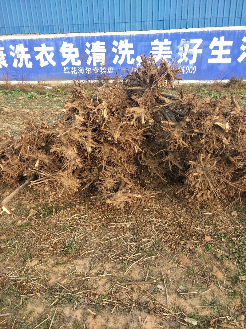 泡桐4公分十五万棵
