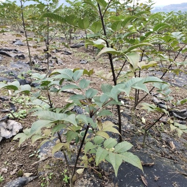 吴茱萸苗高产量四川中药材种植基地一手货源基地